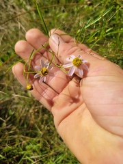 Coreopsis rosea