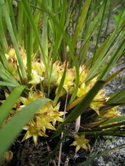 Conostylis serrulata