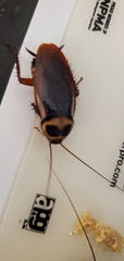 Periplaneta australasiae