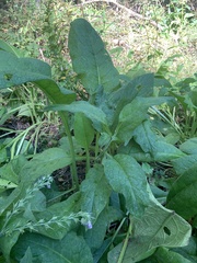 Symphytum officinale