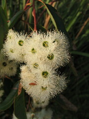 Eucalyptus marginata
