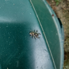 Salticus scenicus
