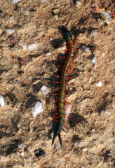 Scolopendra