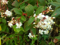 Heterocentron subtriplinervium