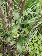 Burkillanthus malaccensis