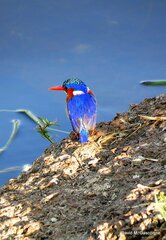 Corythornis cristatus