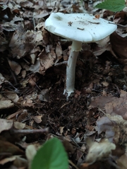 Amanita virosa