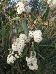 Eucalyptus marginata