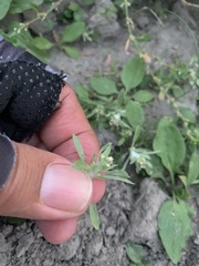 Gnaphalium uliginosum