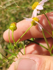 Coreopsis rosea