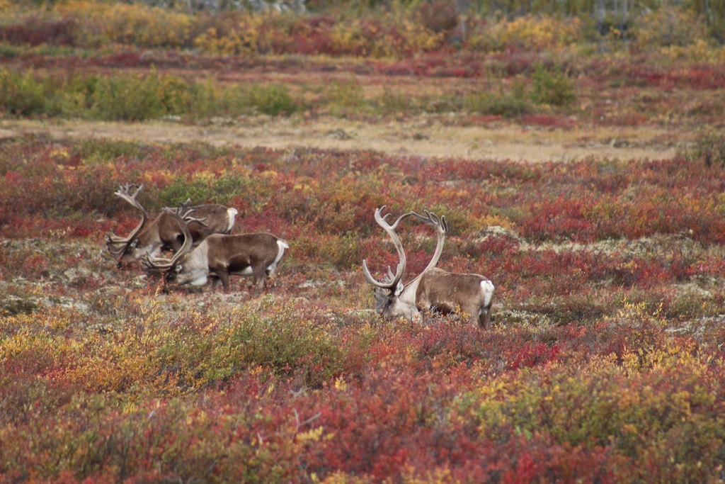 barren-ground caribou
