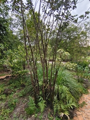 Burkillanthus malaccensis