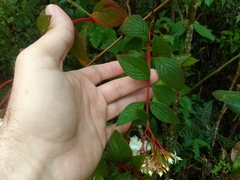 Heterocentron subtriplinervium