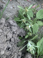 Gnaphalium uliginosum