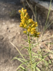 Solidago missouriensis