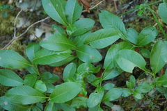 Salix myrtillifolia