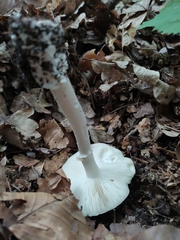 Amanita virosa