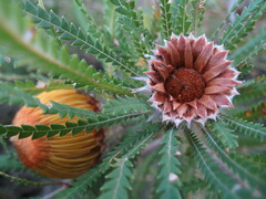 Banksia formosa