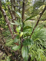 Burkillanthus malaccensis