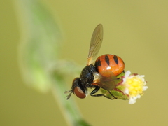 Gymnosoma