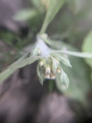 Gnaphalium uliginosum