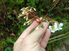 Heterocentron subtriplinervium