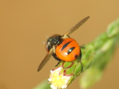 Gymnosoma
