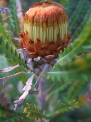 Banksia formosa