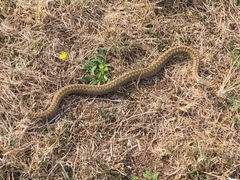 Vipera berus