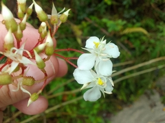 Heterocentron subtriplinervium