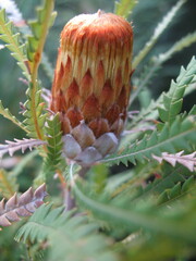 Banksia formosa