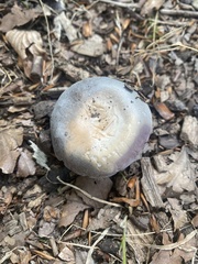 Cortinarius traganus
