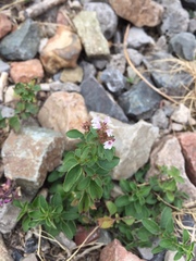 Origanum vulgare