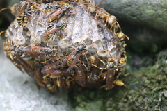 Polistes jokahamae