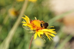 Bombus terricola