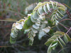 Olax phyllanthi