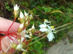 Heterocentron subtriplinervium