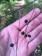 Prunus padus