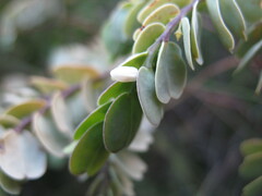 Olax phyllanthi