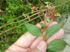 Heterocentron subtriplinervium