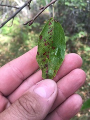 Prunus padus