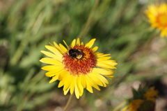 Bombus terricola