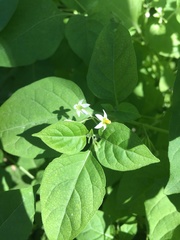 Solanum emulans