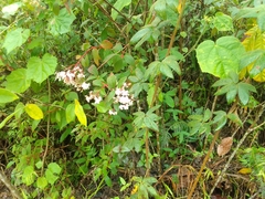 Heterocentron subtriplinervium