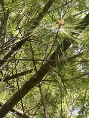 Pinus strobus