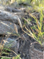 Bromus japonicus