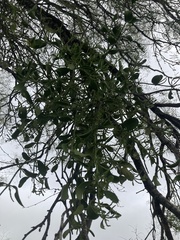 Phoradendron leucarpum