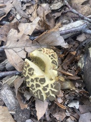 Xerocomus subtomentosus