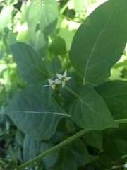 Solanum emulans