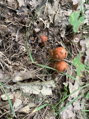 Calostoma cinnabarinum